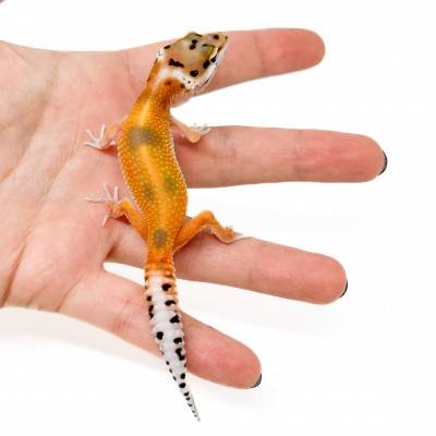 Eublepharis macularius "Tangerine" - Gecko léopard