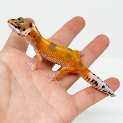 Eublepharis macularius "Tangerine" - Gecko léopard