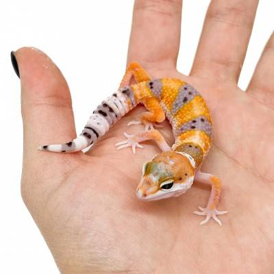 Eublepharis macularius "WY Super Hypo Carrot Tail" - Gecko léopard