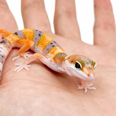 Eublepharis macularius "WY Super Hypo Carrot Tail" - Gecko léopard