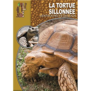 Livre La tortue sillonnée...