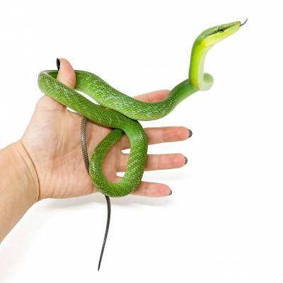 Gonyosoma oxycephalum NC - Serpent ratier à queue rouge