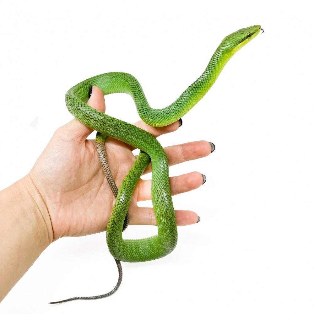 Gonyosoma oxycephalum NC - Serpent ratier à queue rouge