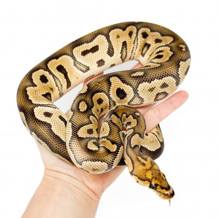 Python regius "Clown" - Python royal