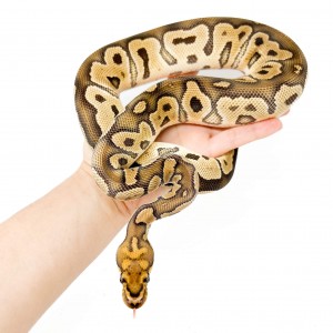 Python regius "Clown" -...