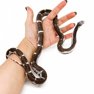 Pantherophis guttatus "Scaleless Anery Ghost" - Serpent des blés