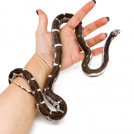 Pantherophis guttatus "Scaleless Anery Ghost" - Serpent des blés