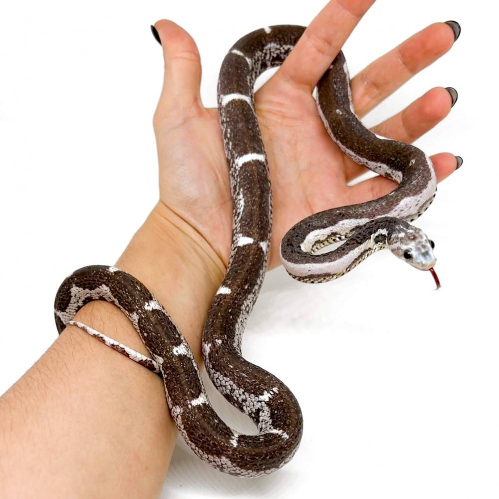 Pantherophis guttatus "Scaleless Anery Ghost" - Serpent des blés