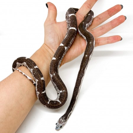 Pantherophis guttatus "Scaleless Anery Ghost" - Serpent des blés