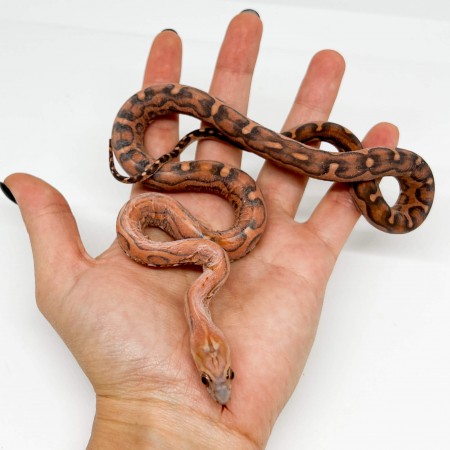 Pantherophis guttatus "Scaleless" - Serpent des blés