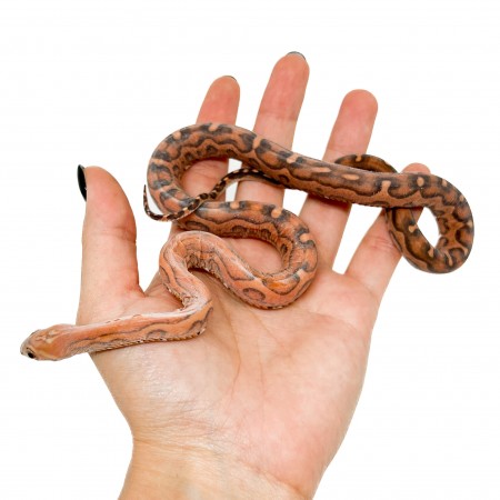 Pantherophis guttatus "Scaleless" - Serpent des blés