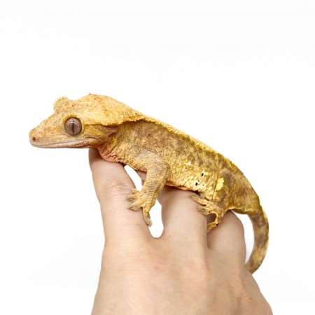 Correlophus ciliatus "Brindle" - Gecko à crête