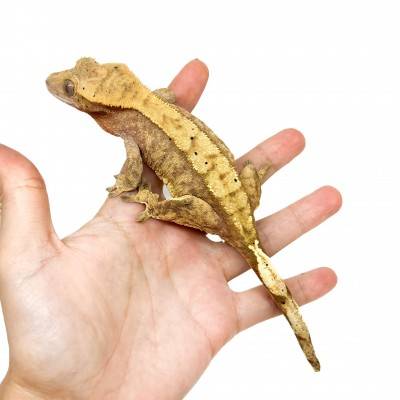 Correlophus ciliatus "Harlequin" Adulte - Gecko à crête