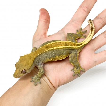 Correlophus ciliatus ♀ "Full Pinstripe" ADULTE - Gecko à crête