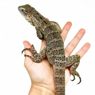 Ctenosaura pectinata PIEBALD - Iguane à queue épineuse de l'Ouest