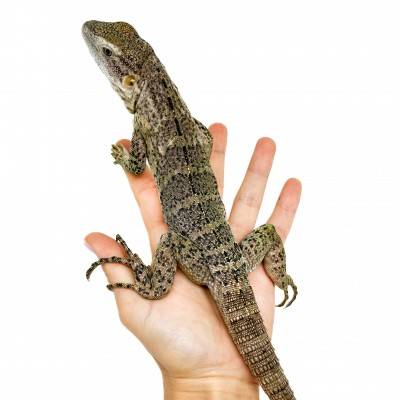 Ctenosaura pectinata PIEBALD - Iguane à queue épineuse de l'Ouest