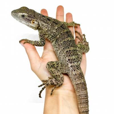 Ctenosaura pectinata PIEBALD - Iguane à queue épineuse de l'Ouest