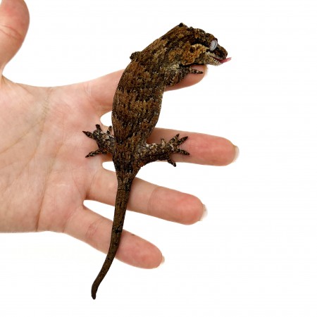 Rhacodactylus auriculatus "Brown Marble" - Gecko gargouille