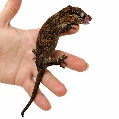 Rhacodactylus auriculatus "Brown Marble" - Gecko gargouille