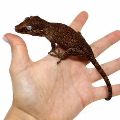 Rhacodactylus auriculatus "Brown Marble" - Gecko gargouille