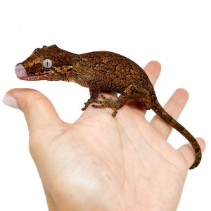 Rhacodactylus auriculatus...