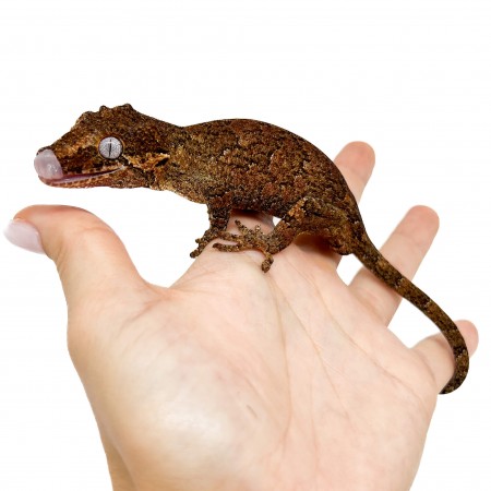 Rhacodactylus auriculatus "Brown Marble" - Gecko gargouille