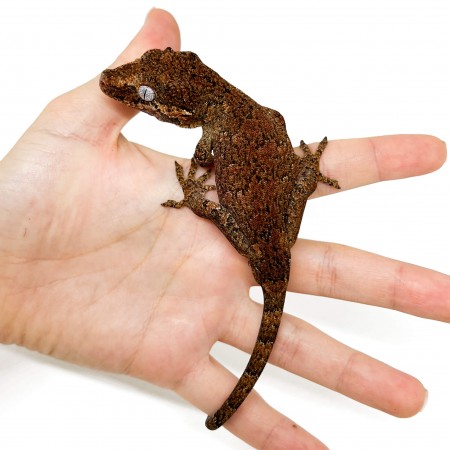 Rhacodactylus auriculatus "Brown Marble" - Gecko gargouille