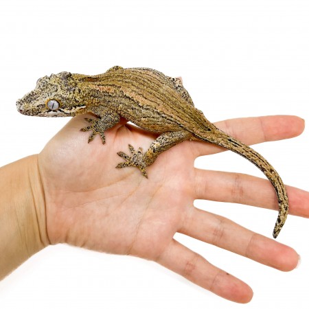 Rhacodactylus auriculatus "Light Silver Stripe" - Gecko gargouille