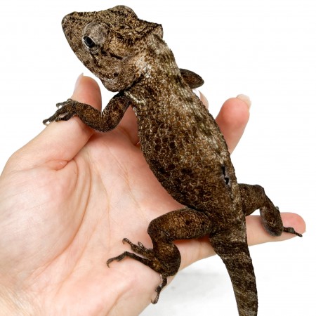 Anolis porcus - Faux-caméléon de Cuba