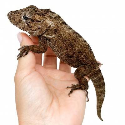 Anolis porcus - Faux-caméléon de Cuba