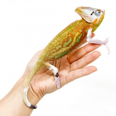 Chamaeleo calyptratus "Piebald" - Caméléon casqué du Yemen