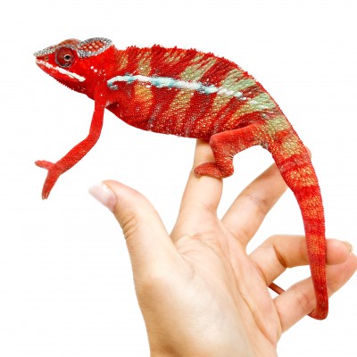 Furcifer pardalis ♂ "Ambilobe Red Bar" - Caméléon panthère