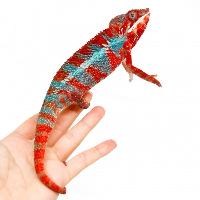 Furcifer pardalis ♂ "Ambilobe Blue, Red Bar" - Caméléon panthère