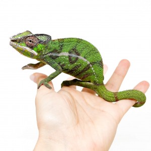 Furcifer pardalis ♂ "Nosy...