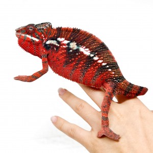 Furcifer pardalis "Ambilobe...