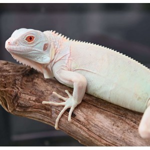 Iguana iguana "Snow" -...