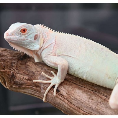 Iguana iguana "Snow" - Iguane vert