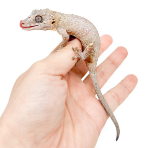 Rhacodactylus auriculatus...