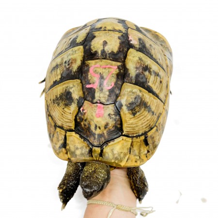 Testudo hermanni boettgeri  ADULTES - Tortue d'Hermann