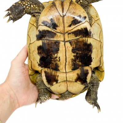 Testudo hermanni boettgeri  ADULTES - Tortue d'Hermann