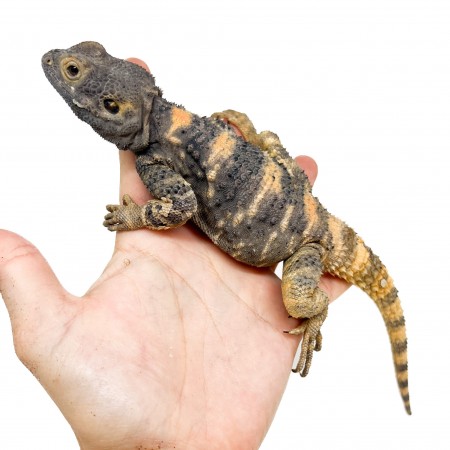 Laudakia stellio brachydactyla - Agame des rochers à queue rugueuse