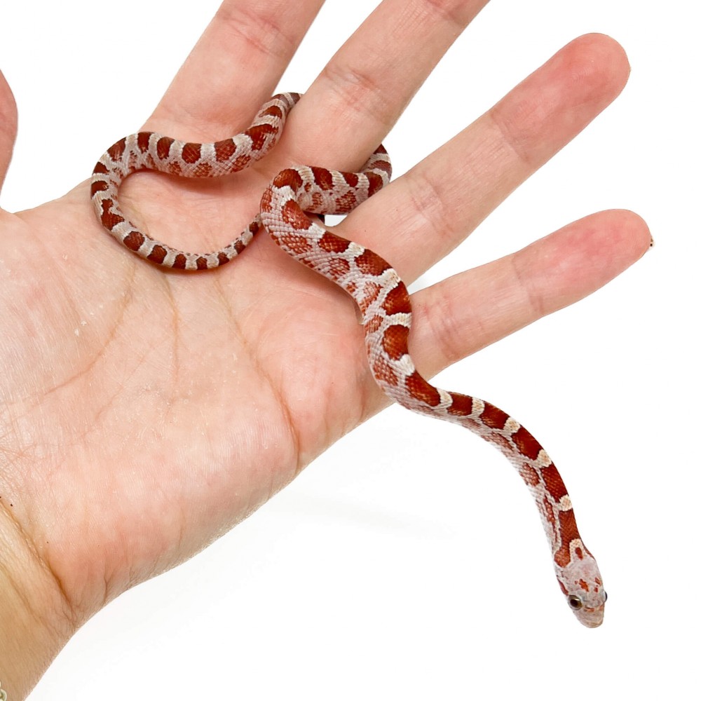 Pantherophis guttatus "Hypo Bloodred Silver" - Serpent des blés