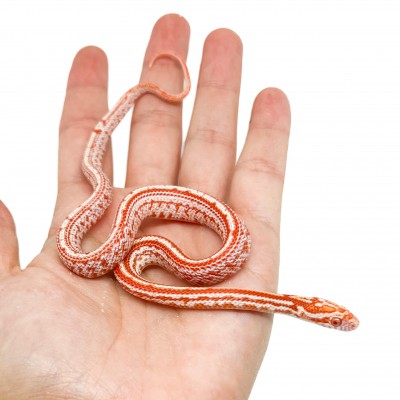 Pantherophis guttatus "Candy Cane Tessera" - Serpent des blés