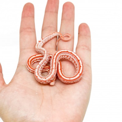 Pantherophis guttatus "Candy Cane Tessera" - Serpent des blés