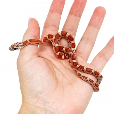 Pantherophis guttatus "Sunkissed Motley" - Serpent des blés