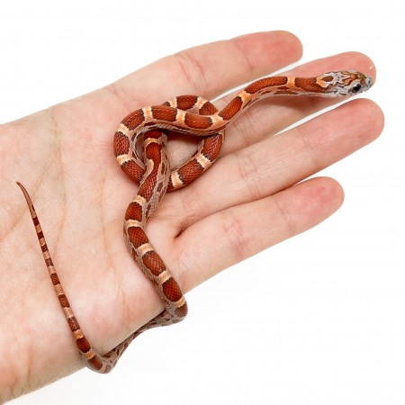 Pantherophis guttatus "Sunkissed Motley" - Serpent des blés