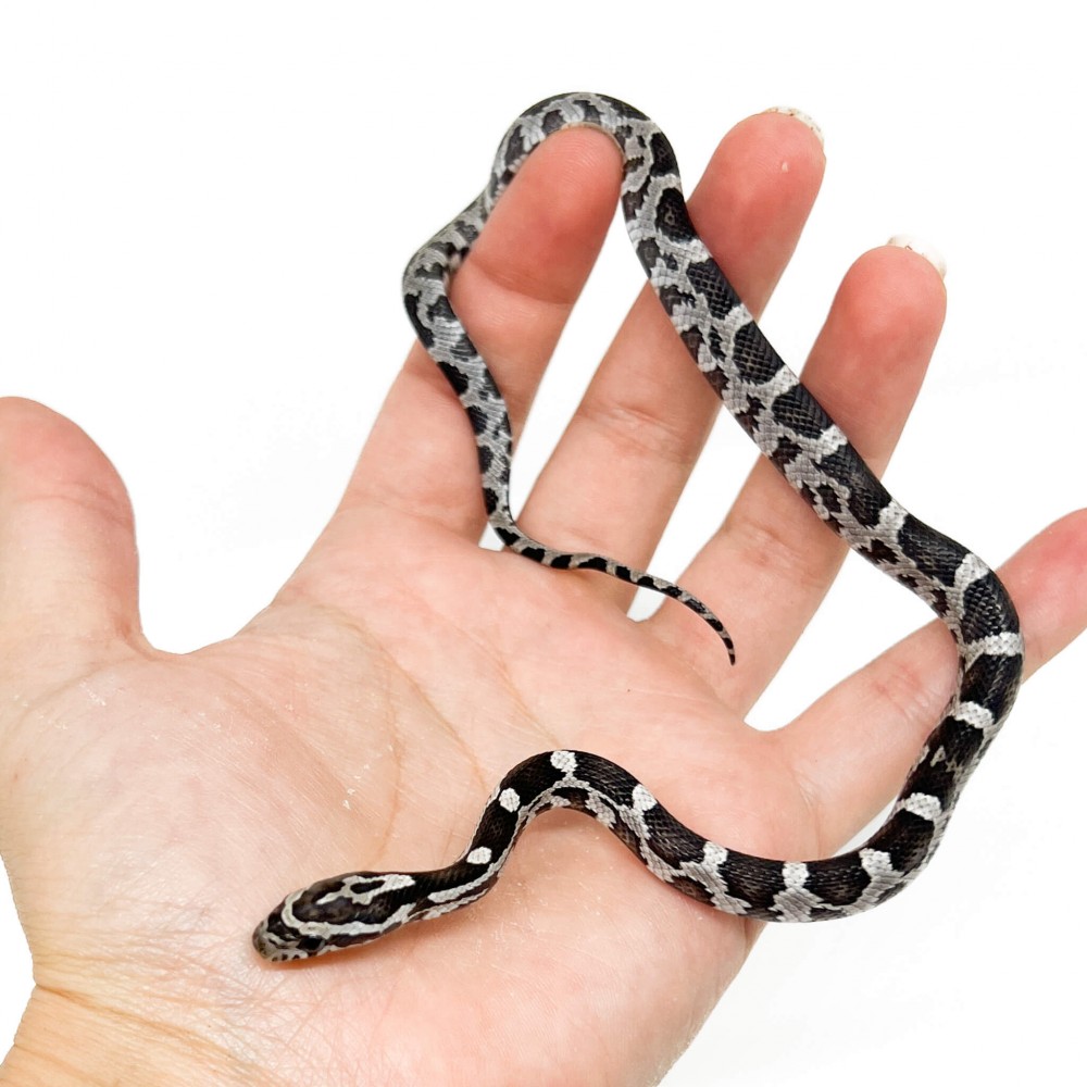 Pantherophis guttatus "Anery" - Serpent des blés