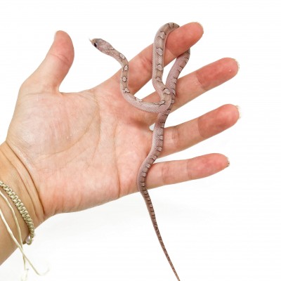 Pantherophis guttatus "Pewter" - Serpent des blés