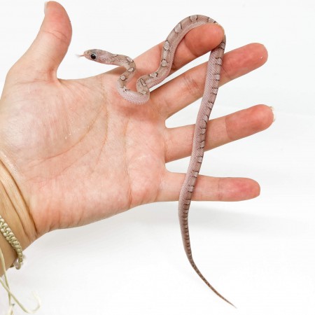 Pantherophis guttatus "Pewter" - Serpent des blés