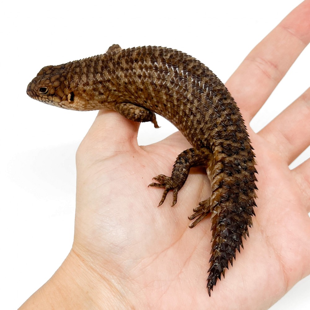 Egernia stokesii (EN COUPLE) - Scinque épineux de Stoke